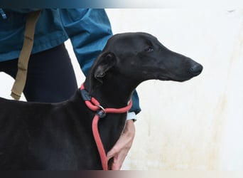 Sirius  Black - ein Stern sucht sein Glück