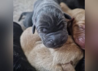 Labradorwelpen
