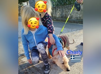 Charly,geb.09/22,freundlicher Terrier-Mix sucht seine Familie