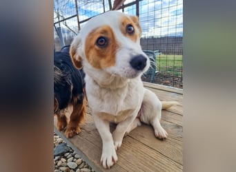 Verspielte GABRIELLA sucht Kuschelpartner fürs Leben