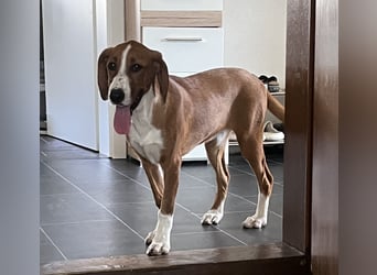 Valentina – Lebensfreude auf vier Pfoten sucht aktives Zuhause