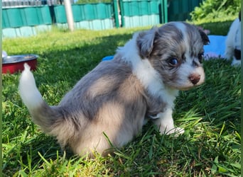 Bezaubernde Welpen aus Bolonka Zwetna und Pomeranian (Zwergspitz)