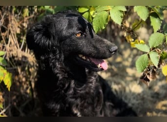 Chip 2277422: Sucht ein Zuhause