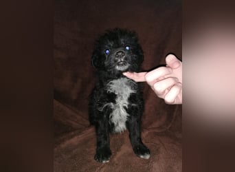 Sabrina, süßer Mudi Welpe sucht aktive Familie