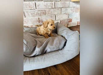 Wunderschöne Maltipoo Welpen!!! (Malteser/Zwergpudel)