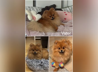 Reinrassige Pomeranian (Zwergspitz) Teddy-Hündin ab sofort abzugeben