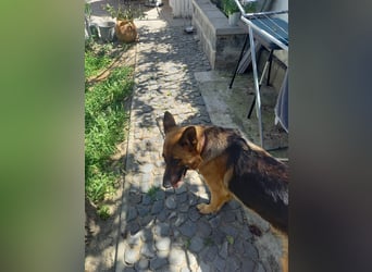 Molly sucht ein liebevolles Zuhause
