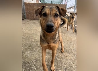 ⭐️WUMMEL⭐️, Rüde, 1,5 Jahre, 52 cm, Mischling, Tierschutz
