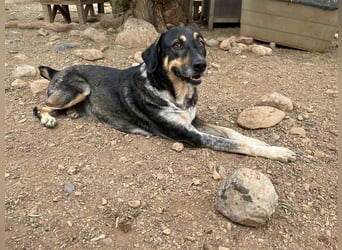 Juanita - Hündin in Spanien