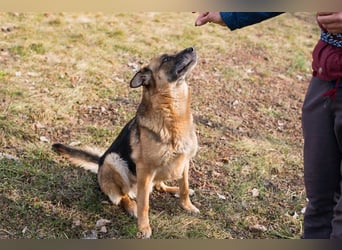 Peppie, lässt gern mal die Ohren hängen!