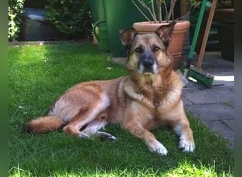 ASTON ist ein Traumhund