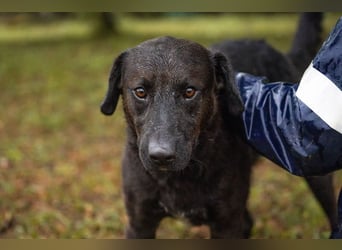 KYLO – Labradormix - freundlicher Begleiter mit ruhiger Ausstrahlung