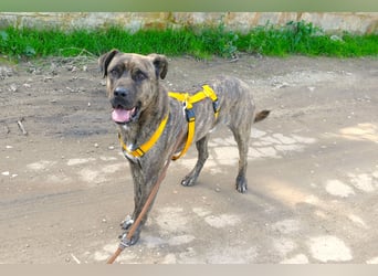 liebenswürdiger Bark sucht sein Zuhause