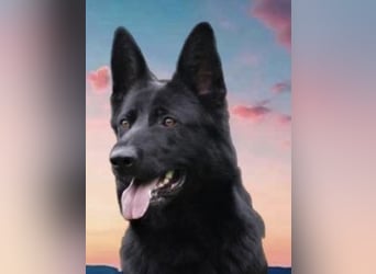 Welpen, Schäferhundwelpen vom Verein für deutsche Schäferhunde mit Papiere