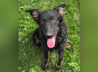 LARA ist ein verspieltes Hundemädchen