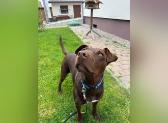 Roma – Intelligent, sportlich und immer aufmerksam!