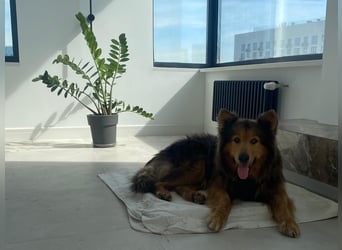Sanfter Hundejunge Mishka in 72813 St. Johann sucht liebevolles Zuhause