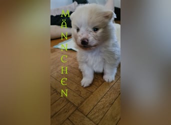 Zuckersüßer Pomeranianwelpen