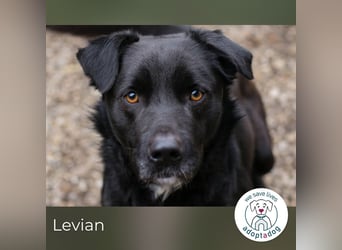 Levian: Kuschelexperte sucht Personal!