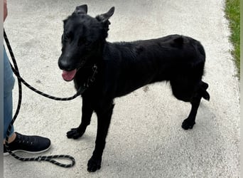 Lupin VI– Ein kluger Herzenshund sucht sein Für-immer-Zuhause
