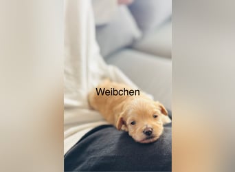 Wunderschöne Maltipoo Welpen!!! (Malteser/Zwergpudel)