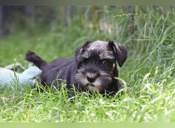 Molly - bezauberndes Zwergschnauzer- Mädchen sucht ab sofort ihr Für-Immer-Zuhause