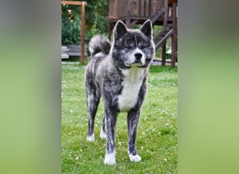 Akita Inu Welpen | A-Wurf | Japan Akita | Ahnentafel | VDH 
