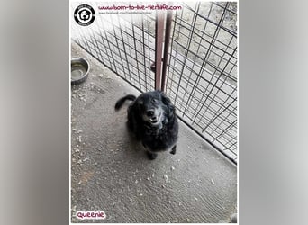 Freundliche QUEENIE sucht ein liebes Zuhause