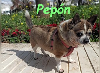 Pepón 01/2016 (ESP) - charmanter, verträglicher und anhänglicher kleiner Chihuahua!