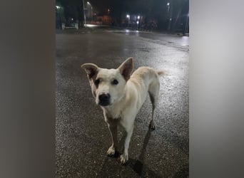 White Bear sucht ein Zuhause
