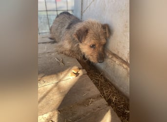 Strolch LM - sucht ein liebevolles Zuhause