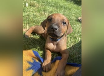 Reinrassige Rhodesian Ridgebackwelpen suchen ein liebevolles zu Hause