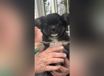 Chihuahua Welpen