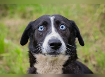 TANIA - die süße Maus mit den tollen Augen möchte so gerne DEINE Begleiterin sein!
