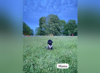 Rüde Pudel Welpen - Male Poodle Puppy