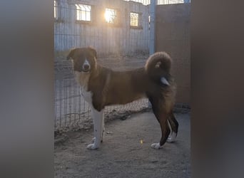 AMELIE, Hündin, 1 Jahr, 54 cm, Mischling, Tierschutz
