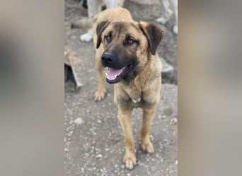 Gardy, geb. ca. 06/2024, lebt in GRIECHENLAND, im städt. Tierheim Serres