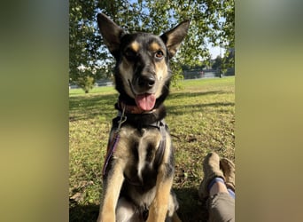 Chejs ein schwarzer Schäferhund - mischling als  treuer Wegbereiter!