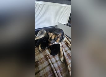 Osteuropäische Schäferhund Welpen