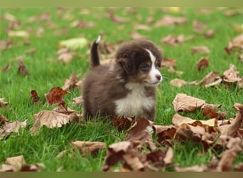 Traumhafte Mini Australian Shepherd Welpen suchen ab sofort ein liebevolles Zuhause