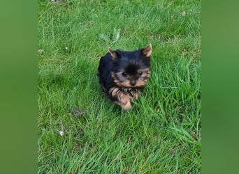 Yorkshire-Terrier Welpen,  reinrassig mit Ahnentafel sofort abgabebereit