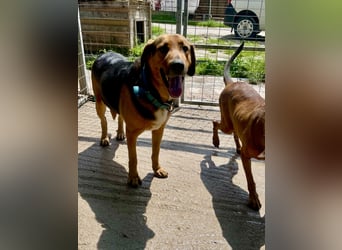 Junger Mischlingsrüde MARLEY (3 Jahre) sucht eine Familie