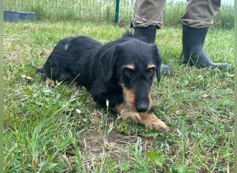 Denver, 11 Monate, 32cm sucht seine Chance