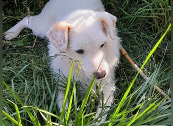 BENNY sucht ein Zuhause