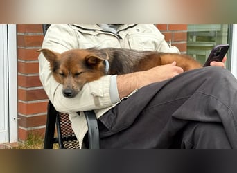 Verschmuste Tierheimhündin Zosya❤️in 19246 Zarrentin sucht Familie für Leben