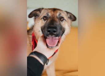 Hundemädchen Chloe sucht Familie