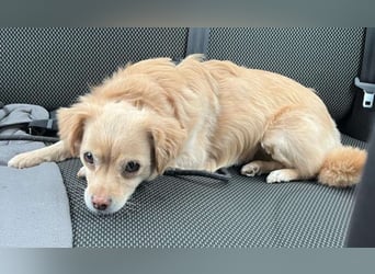 Lebensfrohe EMMY sucht gemütlichen Kuschelplatz