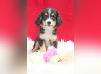 Super schöne Miniature Australian Shepherd Schmusebärchen aus liebevoller Hausaufzucht .
