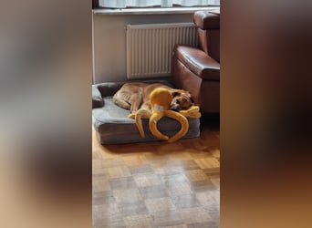lieber Amerigo in 72525 Münsingen auf Pflegestelle sucht sein Zuhause