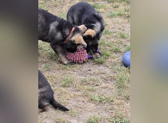 Dunkelgraue Schäferhunde aus Kör-u.Leistungzucht